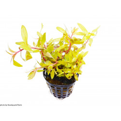 Ammannia pedicellata 'Golden' (Nesaea) - RARITA' Pianta d'Acquario dolce tropicale