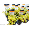 Ammannia pedicellata 'Golden' (Nesaea) - RARITA' Pianta d'Acquario dolce tropicale