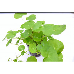 Hydrocotyle leucocephala - pianta d'acquario