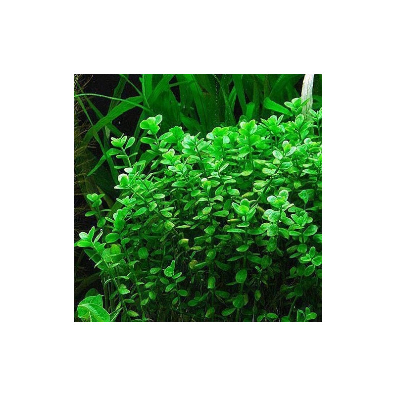 Bacopa monnieri - ANTIALGHE - Pianta per acquario Verde