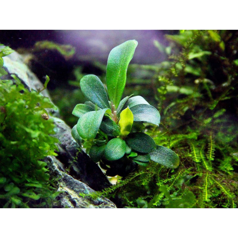 Bucephalandra Brownie - Pianta per Acquario VITRO