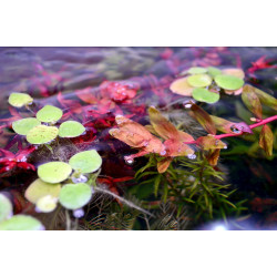 Rotala rotundifolia 'Coin Leaf' - Pianta per acquario
