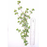 Verbena hybrida - Glandularia aristigera - Prato Mediterraneo a basso impatto idrico