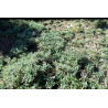 Achillea crithmifolia - Prato Mediterraneo a basso impatto idrico