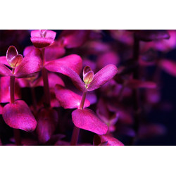 Bacopa salzmannii 'Purple' - Pianta per acquario RARA