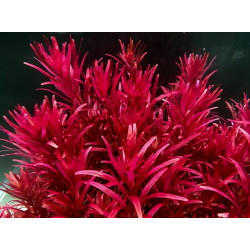 Rotala rotundifolia Singapore - Rotala Blood Red - Pianta per acquario Rossa