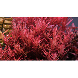 Rotala rotundifolia Singapore - Rotala Blood Red - Pianta per acquario Rossa