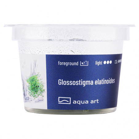 Glossostigma elatinoides - Pratino per acquario dolce