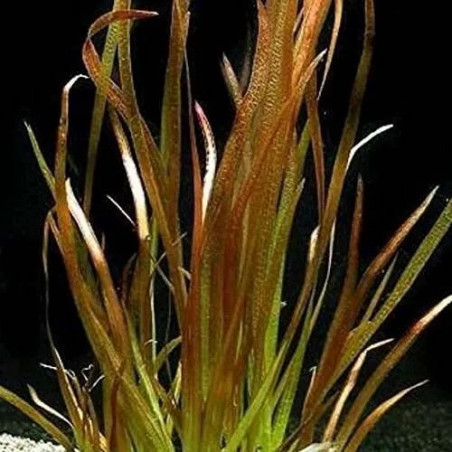Vallisneria spiralis 'Rubra' - Pianta per acquario