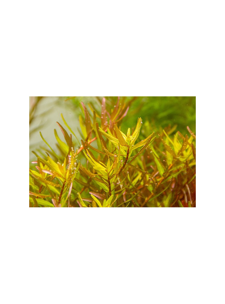 Rotala rotundifolia 'Laos'- Pianta per acquario Rossa