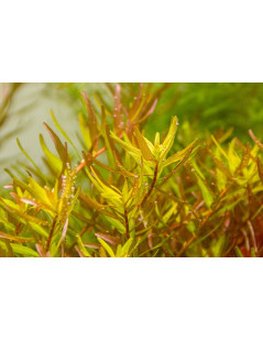 Rotala rotundifolia 'Laos'- Pianta per acquario Rossa