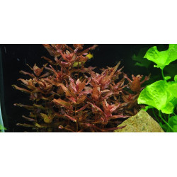 TROPICA 1•2•Grow! Rotala macrandra - Vitro Pianta d'acquario Rossa
