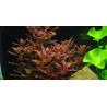 TROPICA 1•2•Grow! Rotala macrandra - Vitro Pianta d'acquario Rossa