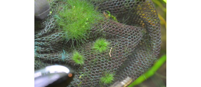 Eliminare Alghe con Acqua Ossigenata - Procedura semplice e veloce per bloccare lo sviluppo di alghe in acquario dolce